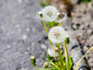 few dandelions in a garden