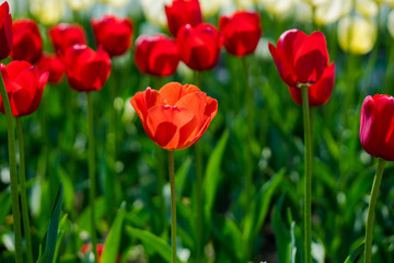 field of red and white tulips
