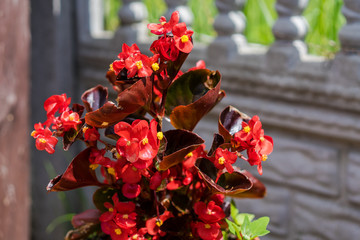 Fototapeta na wymiar red flowers in bowl