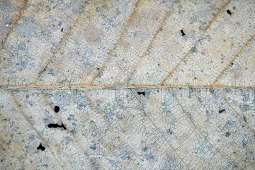 Grunge texture of the old leaf background