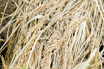 Green ear of rice in paddy rice field