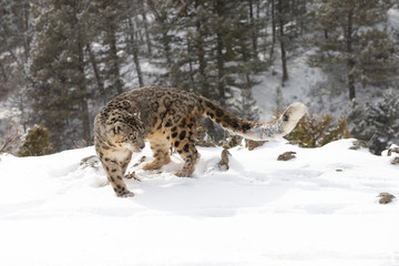 Rare, endangered, elusive Snow Leopard in cold winter snow scene