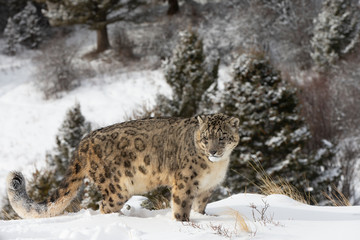 Rare, endangered, elusive Snow Leopard in cold winter snow scene