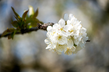 Blooming branches of cherry against the blue sky - copy space
