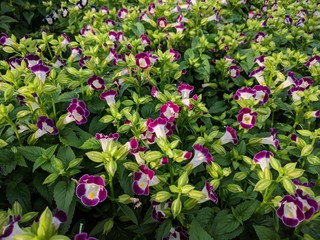 Close up on pots of magenta wishbone flowers (Torenia fournieri) in a nursery in natural lighting