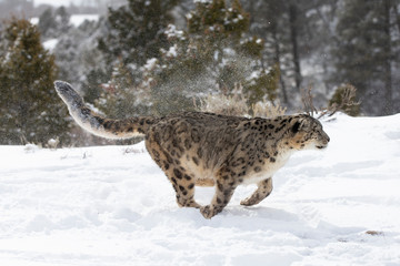 Rare, endangered, elusive Snow Leopard in cold winter snow scene