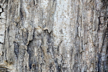 Tree bark wood texture abstract background