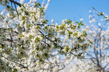 Blooming branches of cherry against the blue sky - copy space