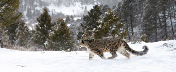 Rare, endangered, elusive Snow Leopard in cold winter snow scene © Dennis Donohue