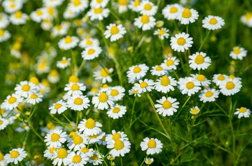 Fototapeta premium Flowering. Chamomile. Blooming chamomile field, Chamomile flowers on a meadow in summer, Selective focus