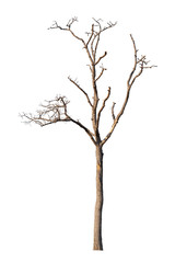 Dead tree isolated white background
