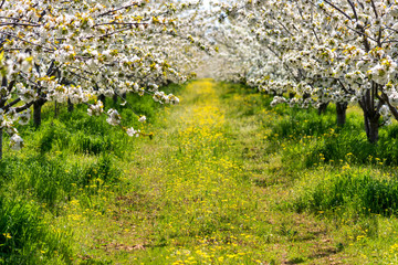 Rows of beautifully blossoming in white cherry trees on a green lawn in spring