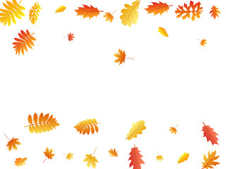 Obraz na płótnie Canvas Oak, maple, wild ash rowan leaves vector, autumn foliage on white background.