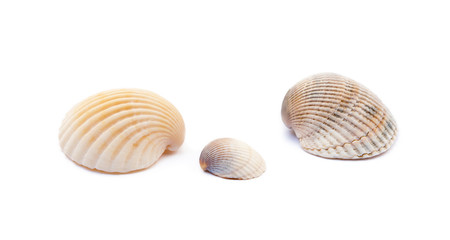 Exotic sea shells isolated on white background