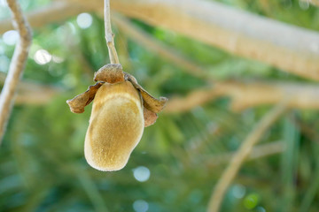 African baobab fruit or Monkey bread