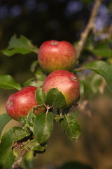 Bliesgau Saarland Apfelernete 