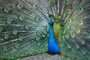 Obraz premium Peacock in his beautiful dress of colors