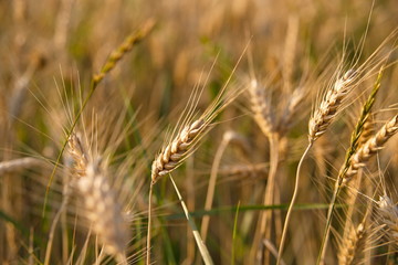 Getreide Weizen Biosphäre Bliesgau Bio Anbau Landwirtschaft Natur natürlich Bauer bäuerlich Bio für das Brot Bio für das Bier Jagd Feld Jäger nachhaltig Ackerbau Ernte Bauernhof Corn goldgelb