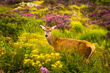 Obraz premium Female Deer In Wild Coastal Landscape In Scotland