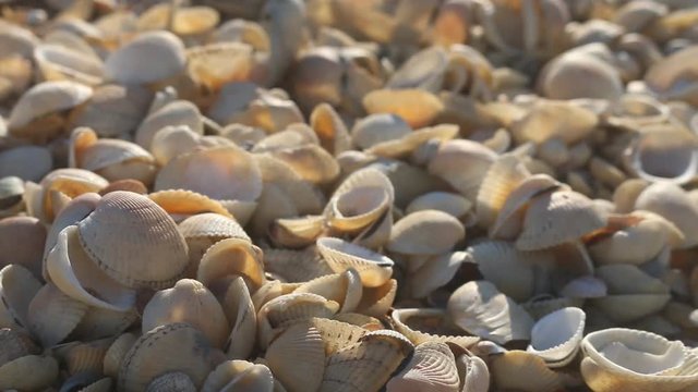 Nice-looking shell beach on Black sea (Crimea) with bright shells cockle, mussels, Venus clam, inflated ark, long-necked clams and so on. Prevails cockle (Cardium). Botticelli depicted 
