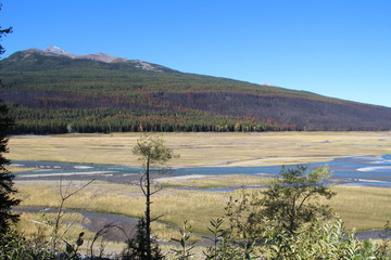Wetlands By Medicine Lake, Jasper National Park, Alberta