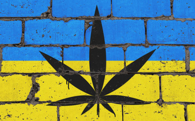 Graffiti street art spray drawing on stencil. Cannabis black leaf on brick wall with flag Ukraine