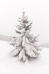 mountain fir tree covered with snow.