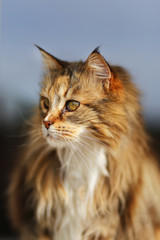 One of the most beautiful cat pictures