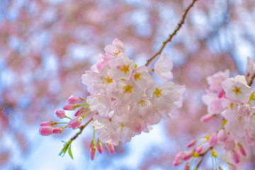 Beautiful cherry blossom tree in full bloom in March in Tokyo, Japan.