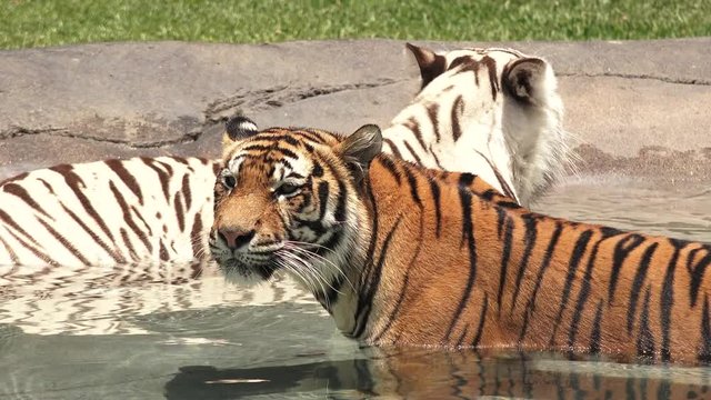 Two Bengal Tigers, male and white female, cooling down in water on a hot tropical summer day.