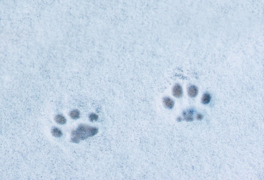 footprints cat in the snow