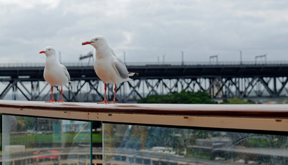 Australian silver gulls perched on a ship rail near Sydney Harbor Bridge, Sydney, New South Wales, Australia