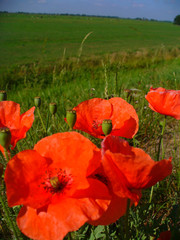 poppy flowers