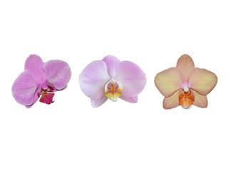 Fototapeta na wymiar Pink orchid flowers of different shades isolated on a white background