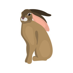 animal flat color hare icon