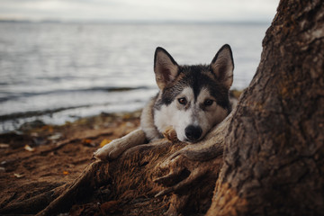 Portrait of dog Alaskan Malamute