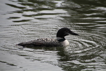 Loon Creating Ripples, Jasper National Park, Alberta