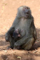 Macaque Tanzanie