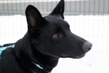 portrait of a black dog