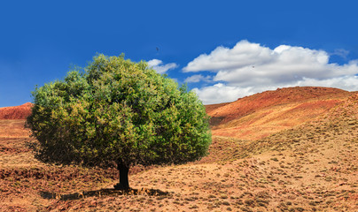 Lonely green argan tree in the middle of the desolating valley in Morocco. Beautiful Northern...