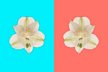living coral and pastel blue color background with alstroemeria flower