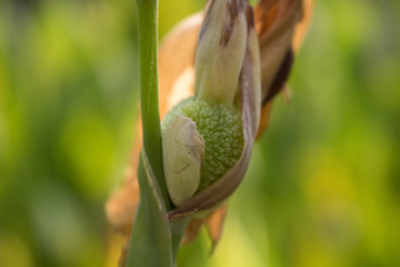 snail on a leaf
