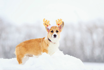 funny little red puppy of a dog of a corgi is worth dressed in white snow in a winter park dressed in festive soft Christmas antlers