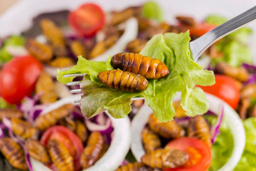 Food Insects: Worm insect or Chrysalis Silkworm fried for eating as food items on fork and in salad vegetable, it is good source rich of protein edible for future. Entomophagy concept. © nicemyphoto