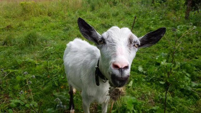 Funny white Goat looking at camera