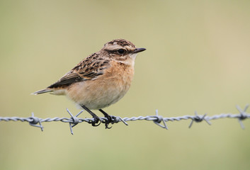 A stunning Whinchat (Saxicola rubetra) perched on barbed wire fence.