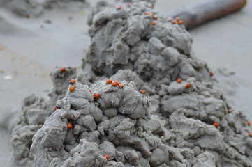 La scalata delle coccinelle