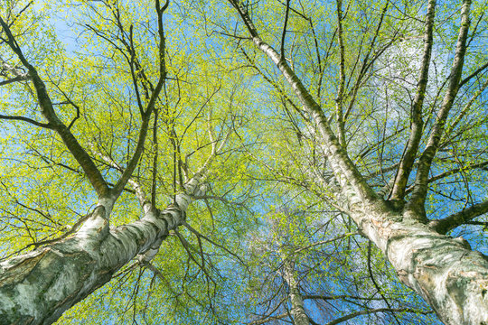 Looking up through silver birch trees with spring growth