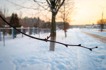 swelling buds of trees on a snowy street