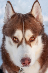 Siberian Husky dog with amber eyes intently looking straight at the photographer.